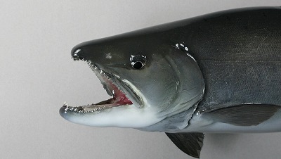 クニマス剝製顔