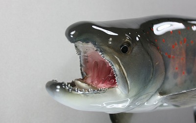 魚剝製 ヤマメ顔口の中