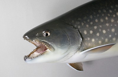 アメマス剥製　遡上アメマスの顔