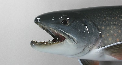 ドリーバーデン剝製顔　銀化が残る