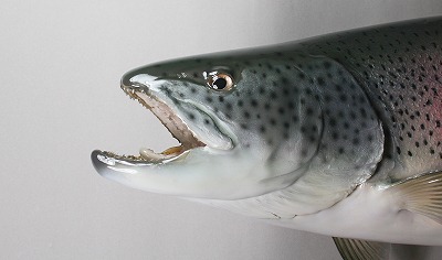 イトウの剝製　横顔