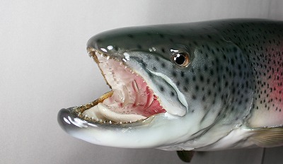 イトウ剝製　顔口の中