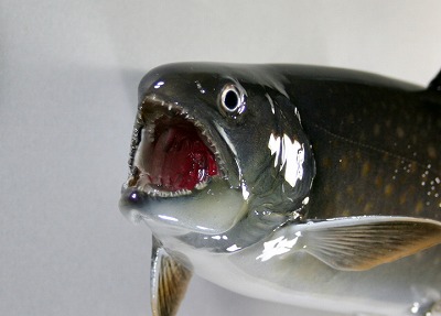源流のイワナ剝製顔