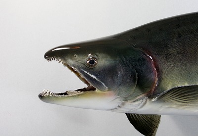 カラフトマス剝製4　顔