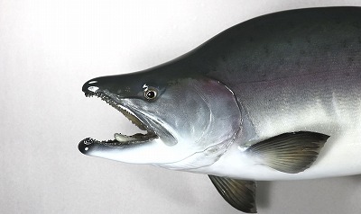 カラフトマス剝製2　銀化顔