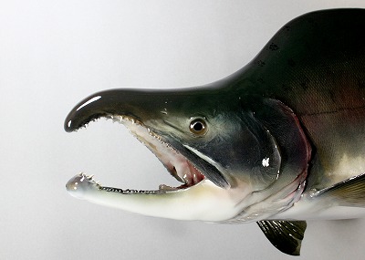 カラフトマス剝製3　顔