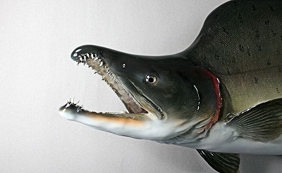 カラフトマス剝製2　秋オスの顔