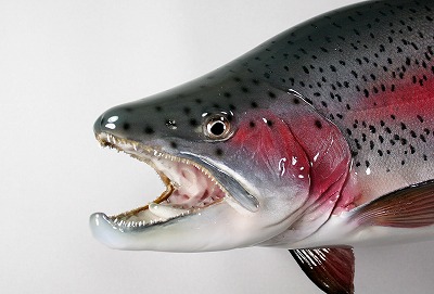 ニジマス剝製　雄の顔