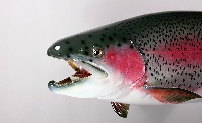 ニジマス剝製2　顔