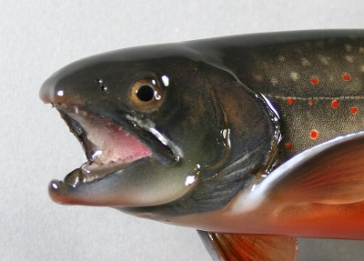 オショロコマ剥製2秋の黒ずんだ顔