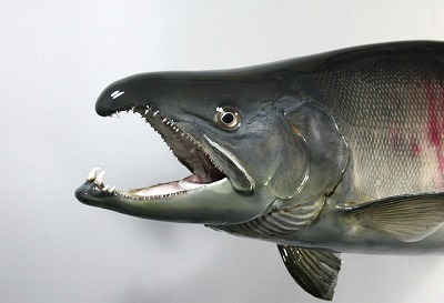 サケ剥製顔1 産卵期オス