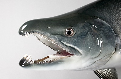 サケ剥製 銀化が残る顔