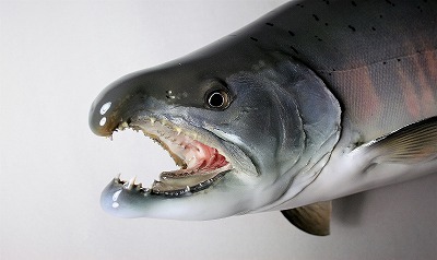 サクラマス剝製　鼻先が曲がた顔