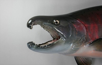 サクラマス剝製　婚姻色の顔