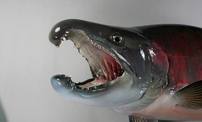 サクラマス剝製　婚姻色口の中