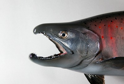 サツキマス剝製1 顔