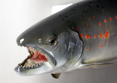 サツキマス剝製 顔朱点が美しい