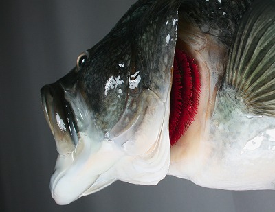 スモールマウスバス剥製顔　エラ付き加工