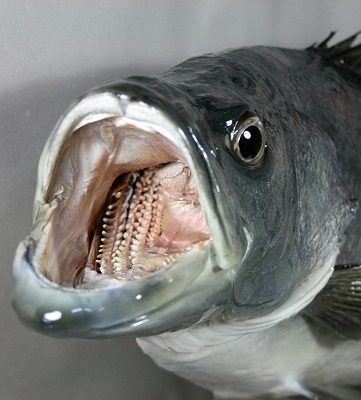 スモールマウスバス剥製　エラ付き加工口の中