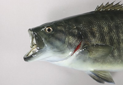 スモールマウスバス剥製　顔