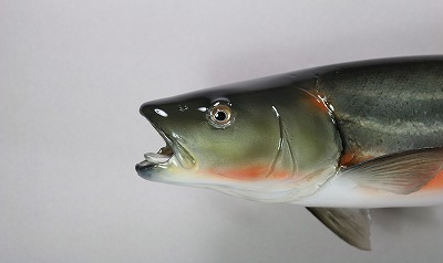 ウグイ剝製顔　春の産卵期