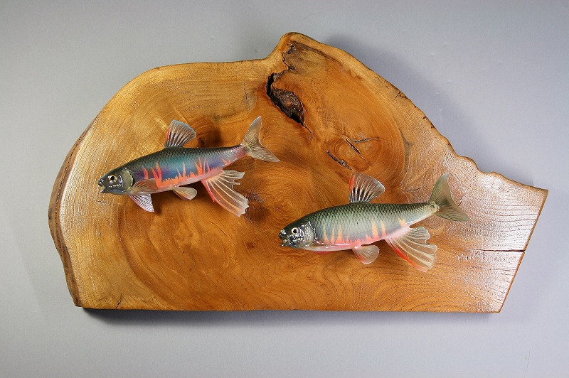 オイカワ剝製　2本付け