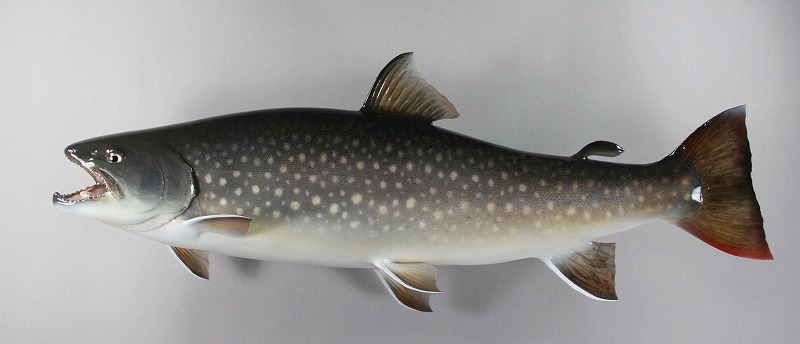 アメマス剥製　遡上魚体