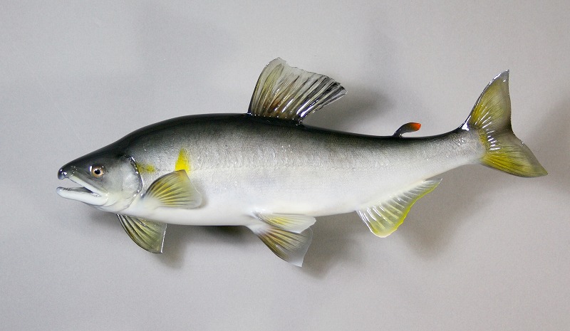 アユ剝製　大鮎