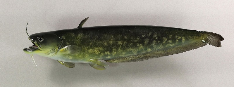 ナマズ剥製　魚体
