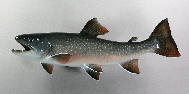 ドリーバーデン剝製　遡上したばかりの魚体