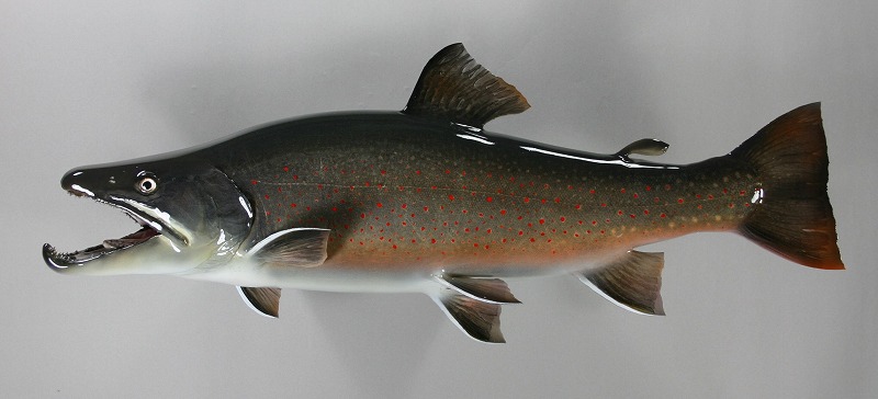 ドリーバーデン剝製　魚体