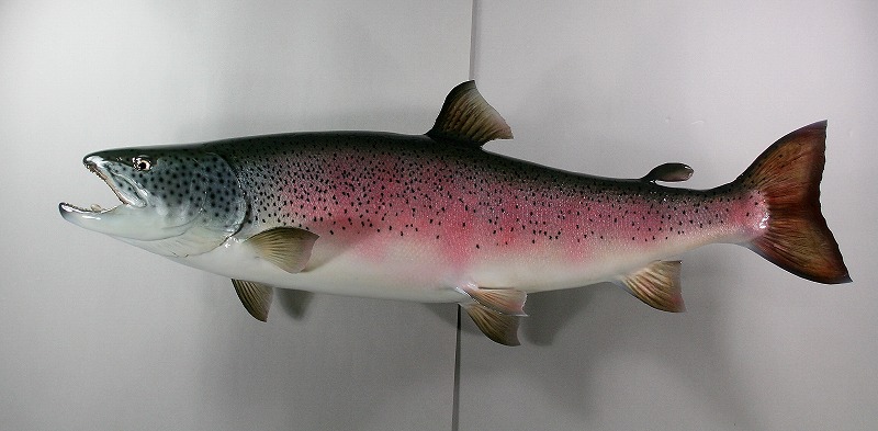 イトウの剝製　婚姻色