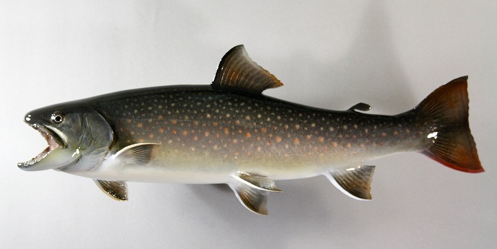 日光岩魚の剥製