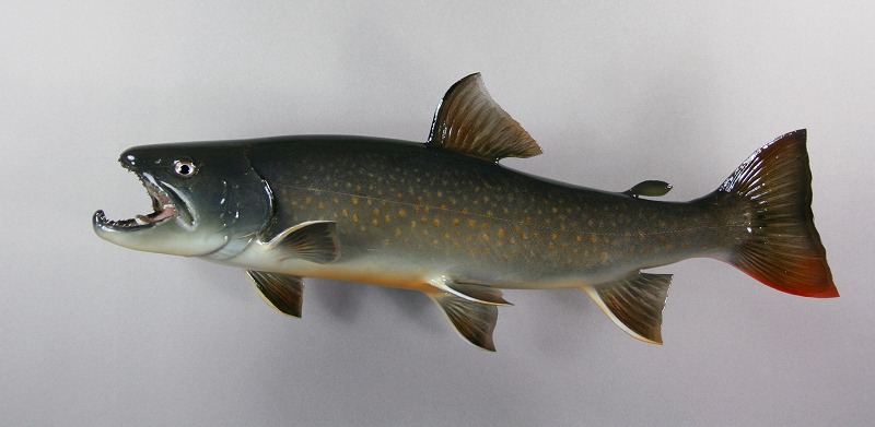 源流の岩魚剝製