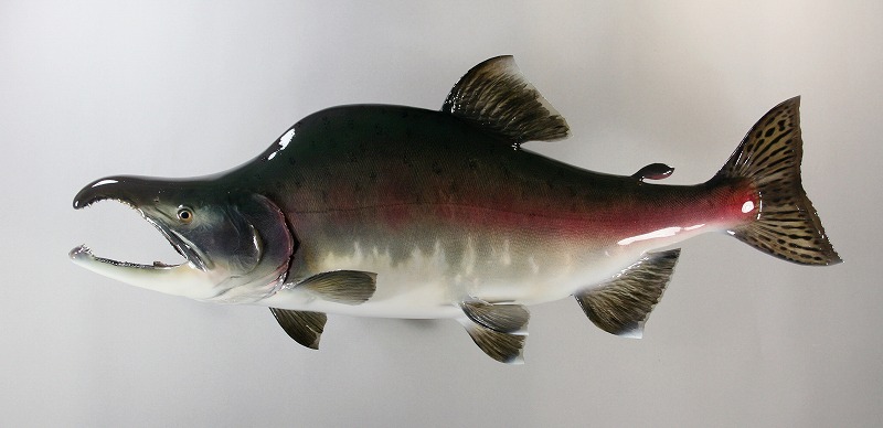 カラフトマス剝製3　産卵期オス魚体