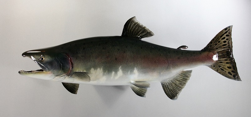 カラフトマス剥製3