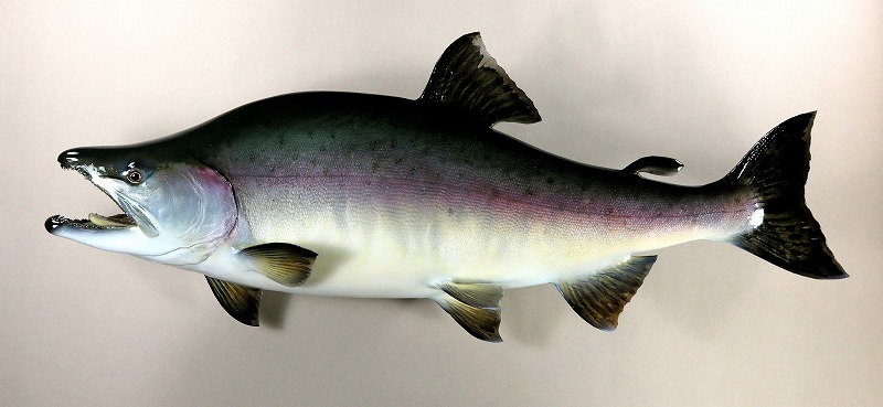 カラフトマス剝製2　銀化魚体