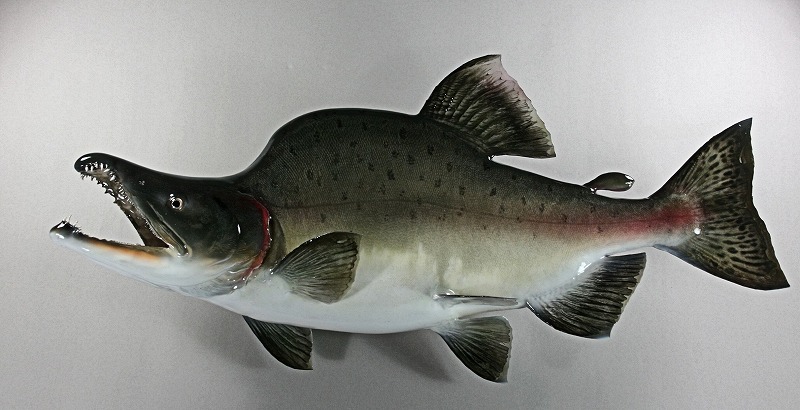 カラフトマス剝製　秋オス魚体