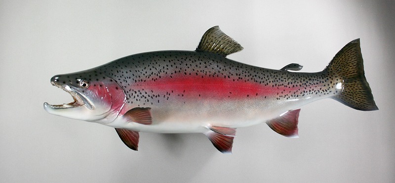 ニジマス剝製　魚体オス