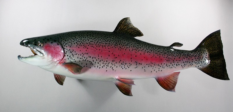 ニジマス剝製2　魚体