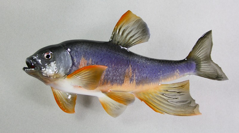 オイカワ剝製　美しい紫と赤の婚姻色