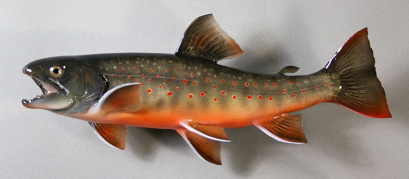 オショロコマ剥製2　秋の黒ずんだ魚体