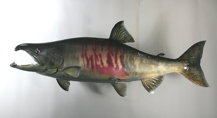 サケ剥製1 産卵期オス