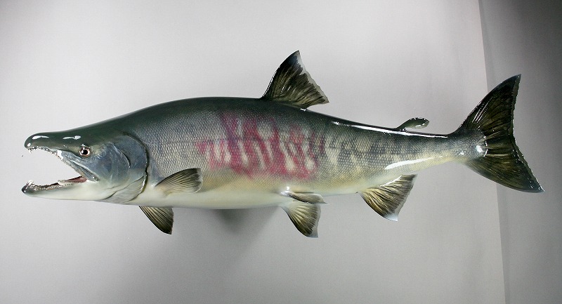 サケ剥製 縦に赤紫色が入る魚体