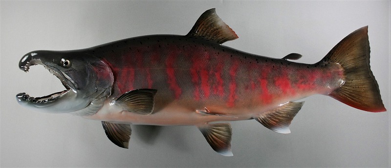 サクラマス剝製　婚姻色の魚体