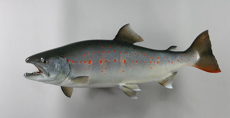 サツキマス剝製 魚体サツキマス特有の朱点