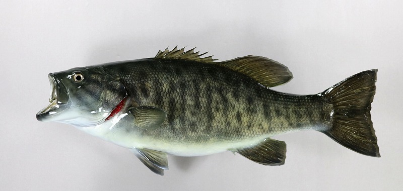 スモールマウスバス剥製　エラが付いた魚体
