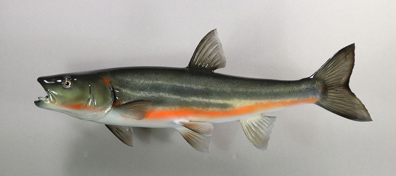 ウグイ剝製　春の産卵期