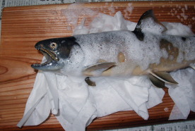 魚剝製のクリーニング　魚に洗剤の泡