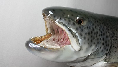 イトウの剝製3口の中エラまで見える